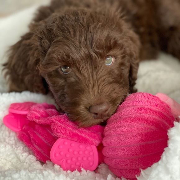 Meet your Posher, Amber - Picture 1 of 1